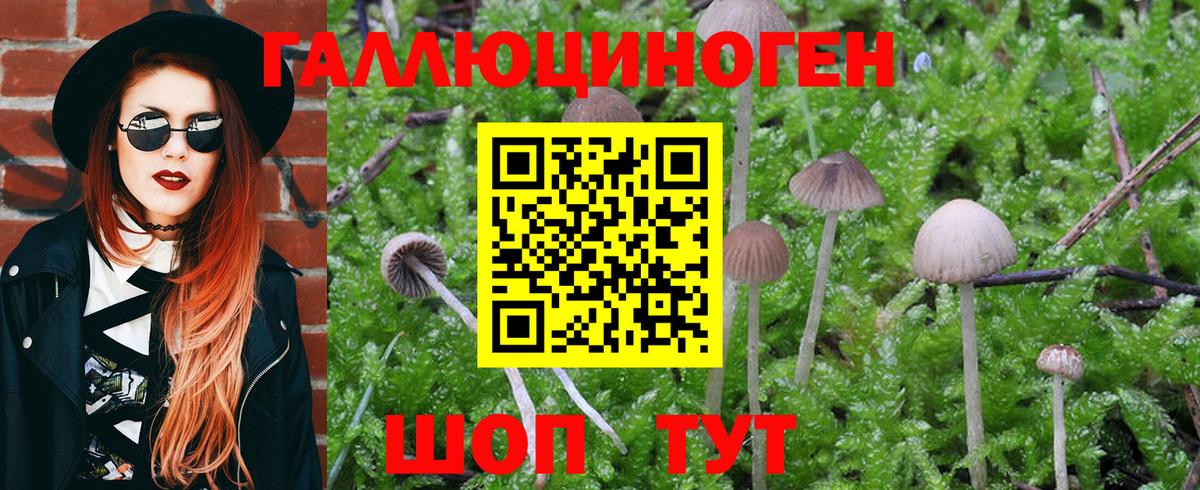 Псилоцибиновые грибы Cubensis Менделеевск